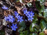 Schräges Sonnenlicht auf Leberblümchen Gruppe